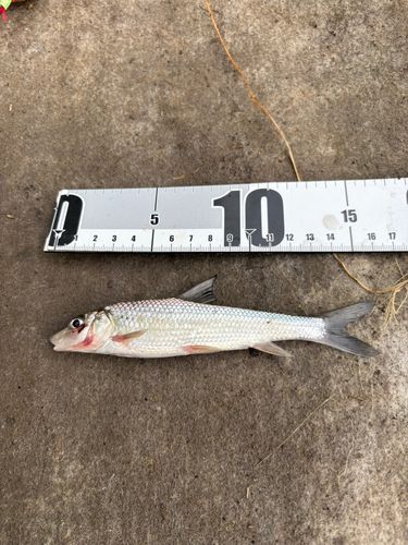 ニゴイの釣果