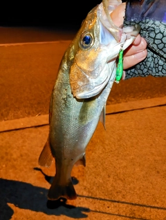 スズキの釣果