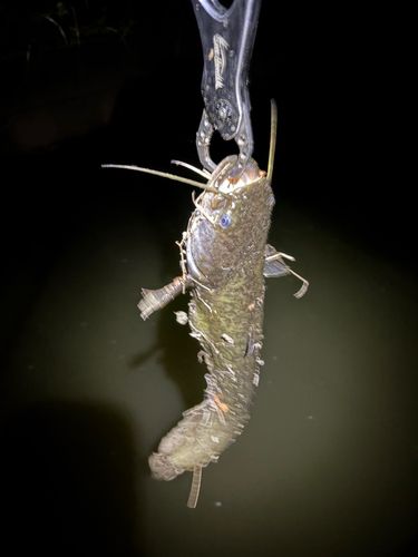 マナマズの釣果