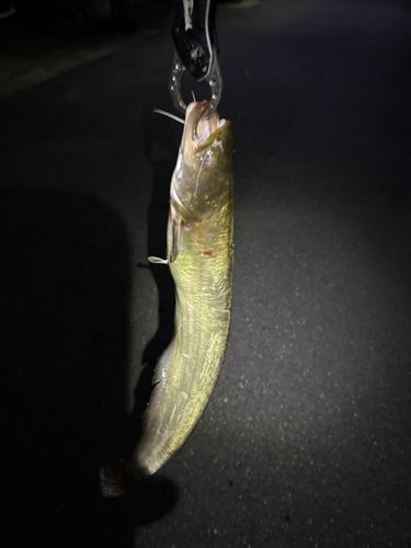 マナマズの釣果