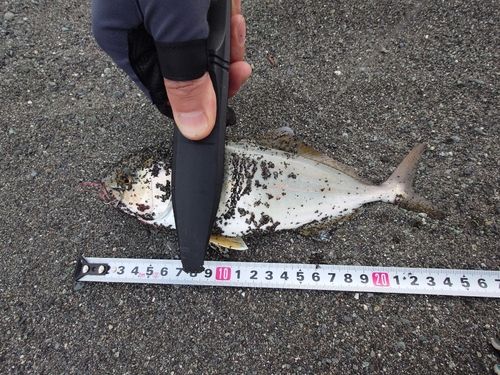 ショゴの釣果