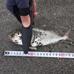 ショゴ