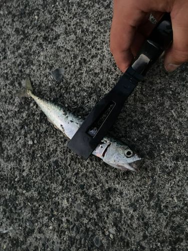 サバの釣果