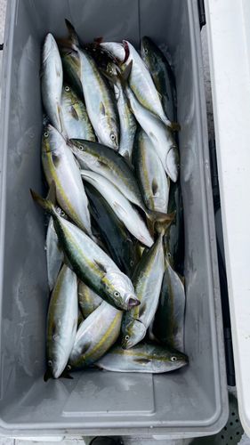 イナダの釣果
