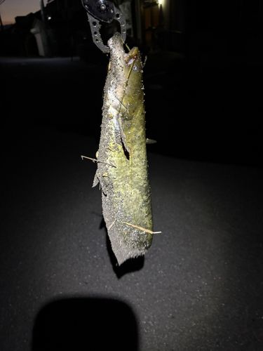 マナマズの釣果