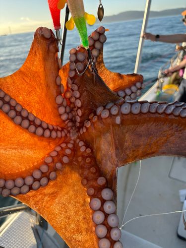 タコの釣果