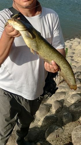 ナマズの釣果