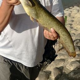ナマズ