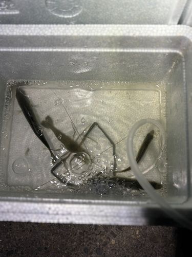 テナガエビ