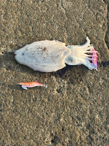 コウイカの釣果