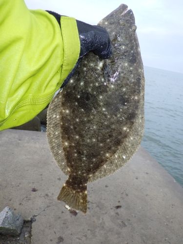 ソゲの釣果