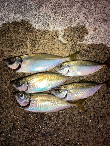 アジの釣果