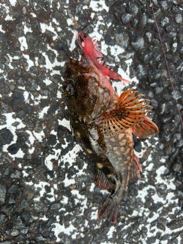 カサゴの釣果