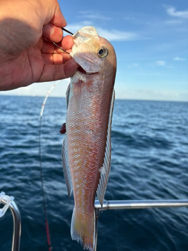 シロアマダイの釣果