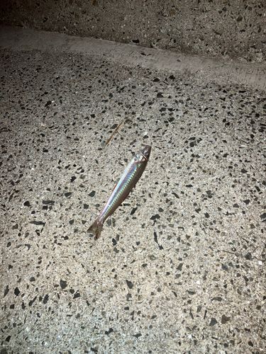 キスの釣果