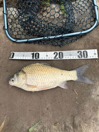 ヘラブナの釣果
