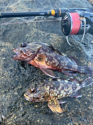 アラカブの釣果