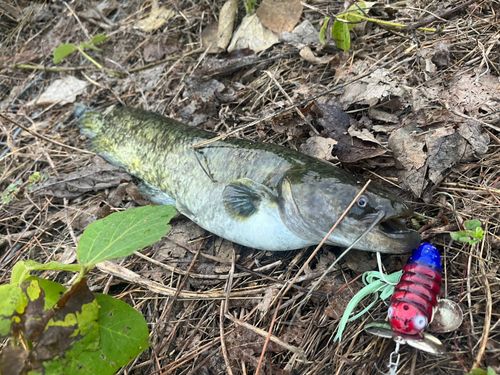 ナマズの釣果