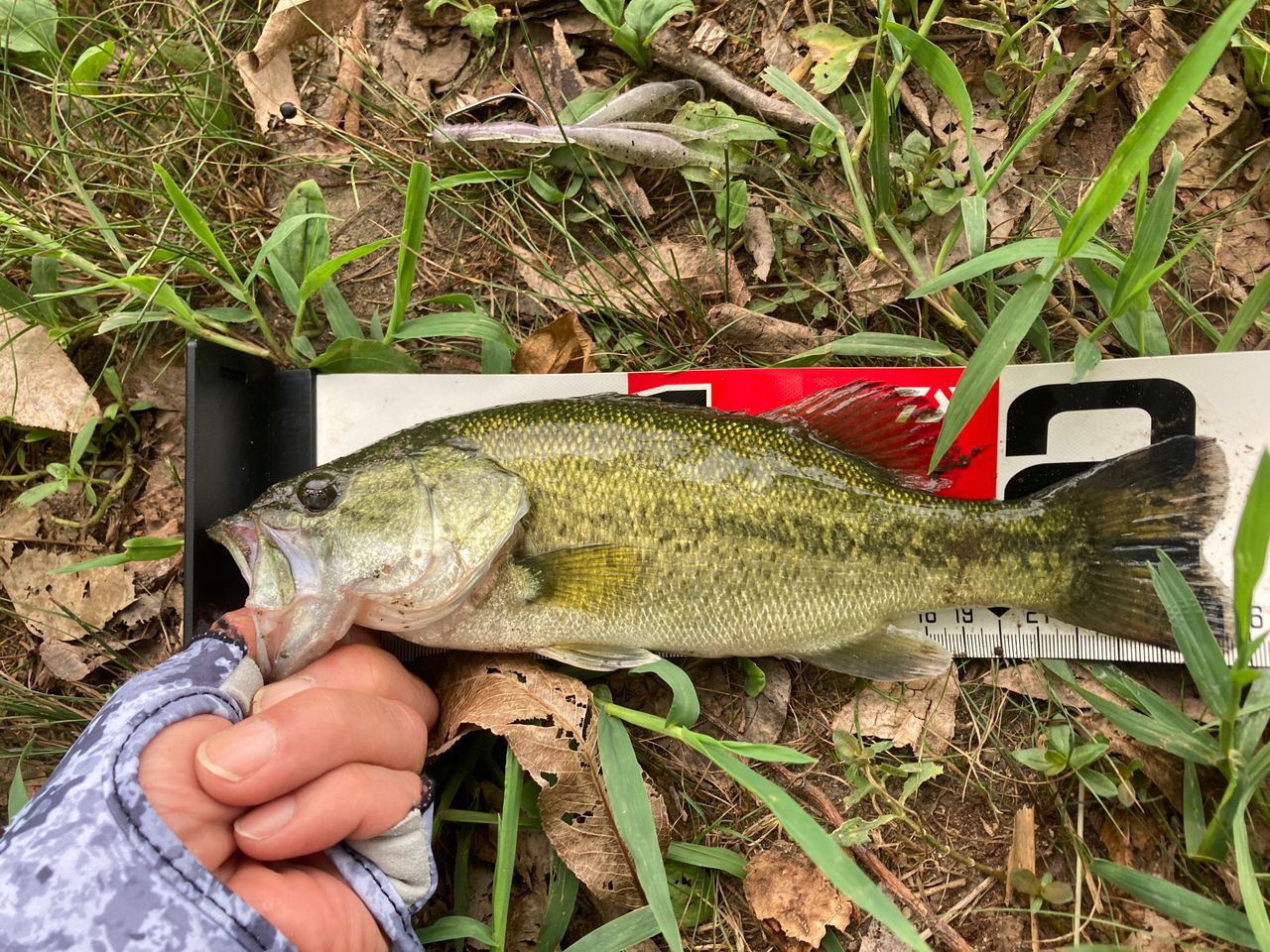 ラージマウスバス