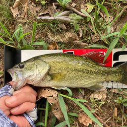 ラージマウスバス