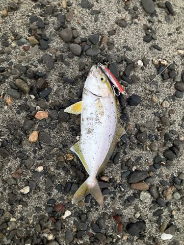 ショゴの釣果