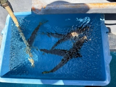 マアジの釣果