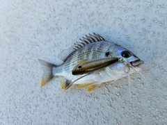 キビレの釣果