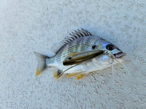 キビレの釣果