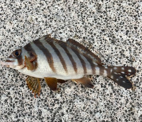 タカノハダイの釣果
