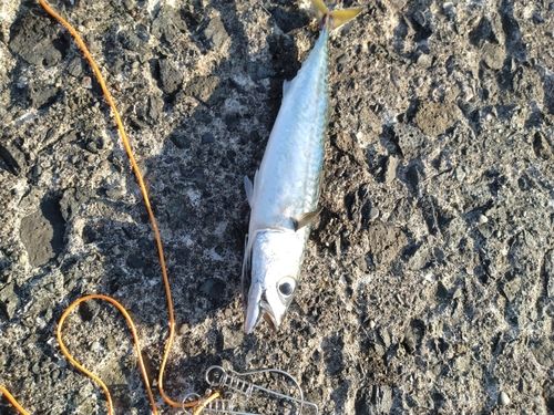 サバの釣果