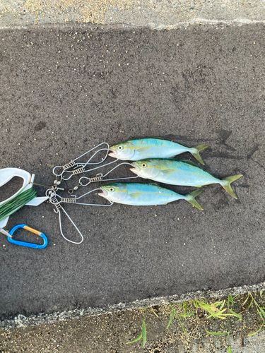 ツバイソの釣果