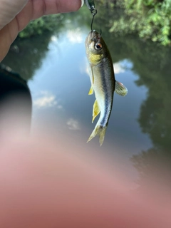 カワムツの釣果