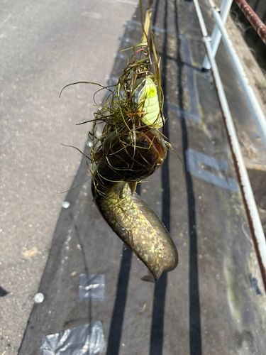 テナガエビの釣果
