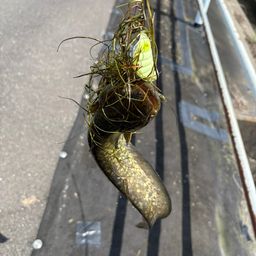 テナガエビ
