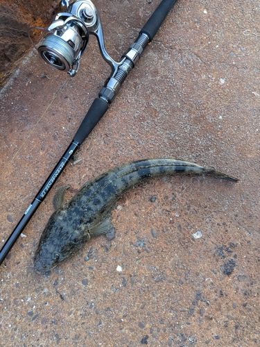 コチの釣果