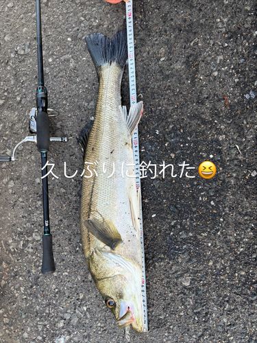 スズキの釣果