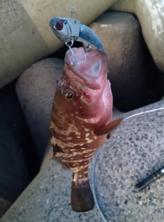 アコウの釣果