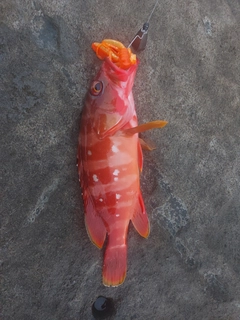 アカハタの釣果