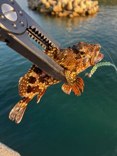 カサゴの釣果