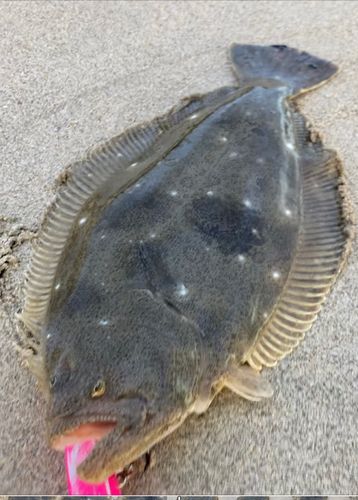ヒラメの釣果