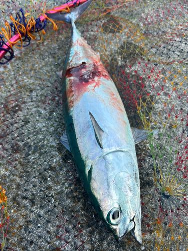 カツオの釣果