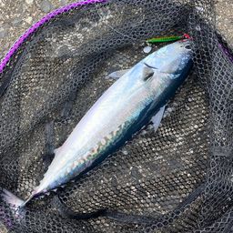 ソウダガツオ