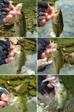 ラージマウスバスの釣果