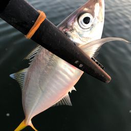 アジ