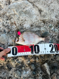 チャリコの釣果