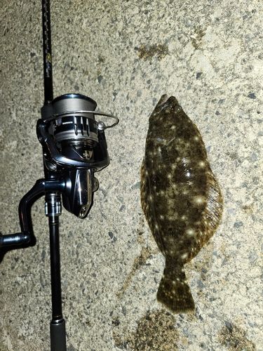 ソゲの釣果
