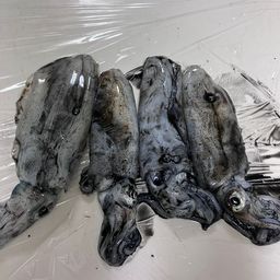 ソウダガツオ