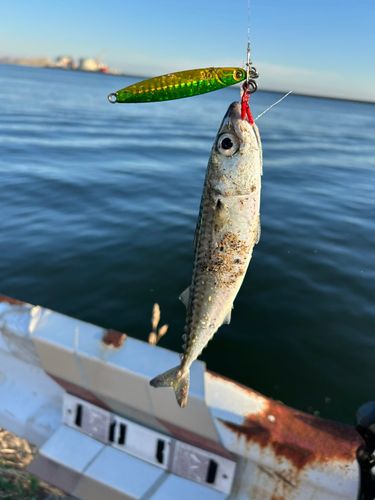 サバの釣果