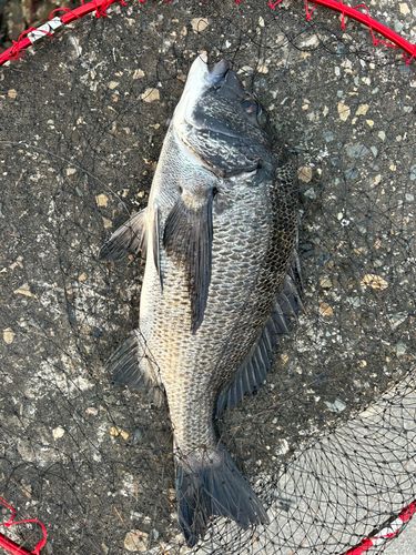 チヌの釣果