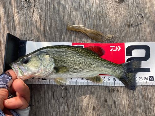 ラージマウスバスの釣果